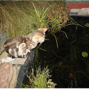 Kitten W:Fishes.jpg