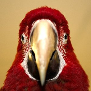 upclose1.jpg