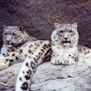Snow Lepords3.jpg