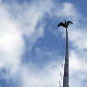 Soaring.jpg