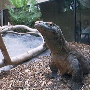 Kamoto Dragon.jpg