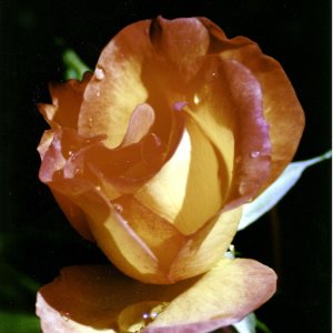 Rose#3 Macro.jpg