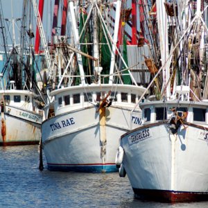 Shrimpers.jpg