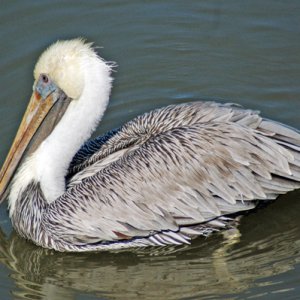 Pelican.jpg