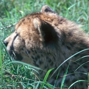 cheetah in grass_1.jpg