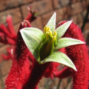 kangaroo paw.jpg