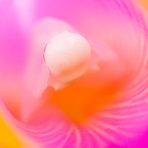 Flower.jpg