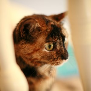 Cat_MG_7562.jpg