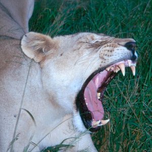 Lioness yawn.jpg