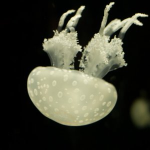 Jelly.jpg