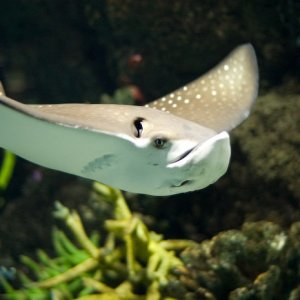 stingray.jpg