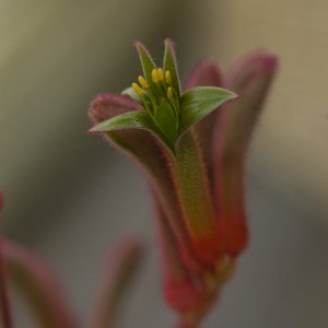 kangaroopaw1.jpg