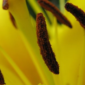 yellow.jpg