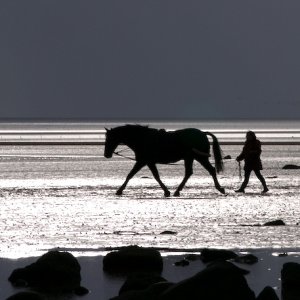 Horse on beach.jpg