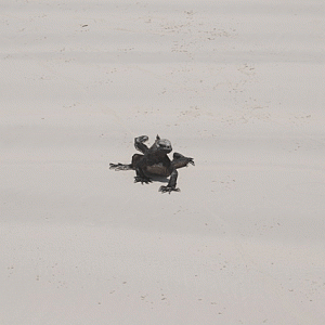 Iguana_Galapagos.gif
