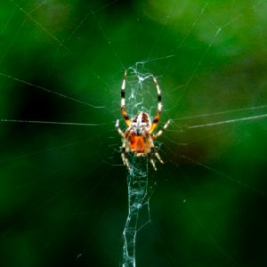 spider.jpg