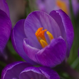 crocus2.jpg