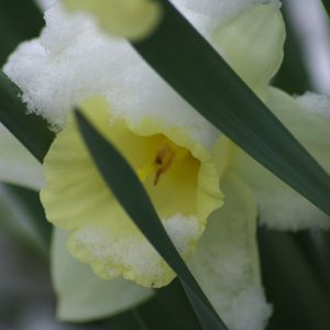 Daffodil2.jpg