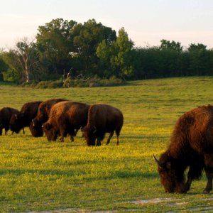 Bison.jpg