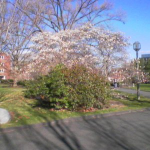 Bartlett Spring 1.jpg