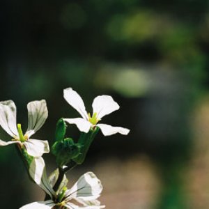 FH000018.jpg