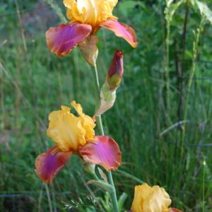 iris2.jpg