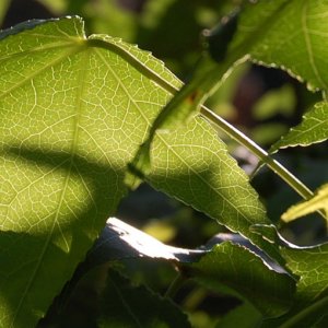 sweetgum_tree.jpg