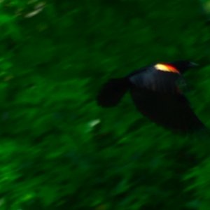 oriole 4.jpg