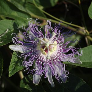 passionflower.jpg