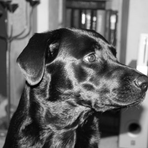 B&W Oscar.jpg