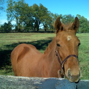 horse.jpg