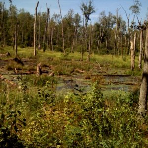 Swamp.jpg