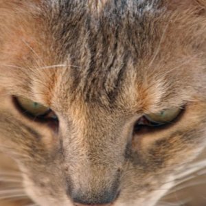 Focused.jpg