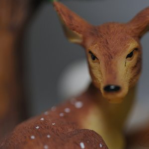 reindeer_cropped_web.jpg