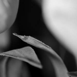 tulip_web.jpg