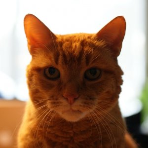 Peanut.jpg