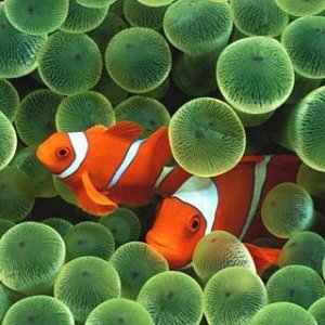 apple-iphone-clown-fish.jpg