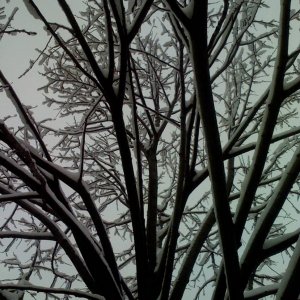 WindowTree.jpg