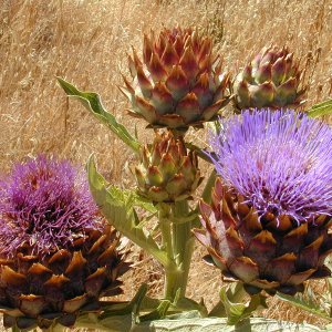 artichoke.JPG
