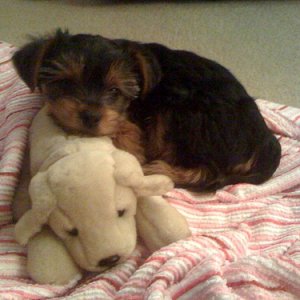 coco and toy.jpg