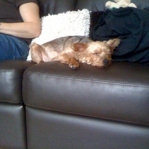 xara sleeping.jpg