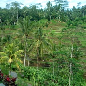 rice fields lunch2.jpg
