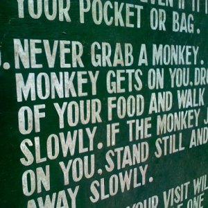 grab a monkey.jpg