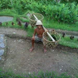 rice fields.jpg