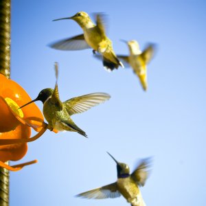 hummingbirds.jpg