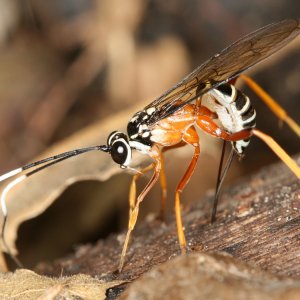 Ichneumonidae 02.jpg