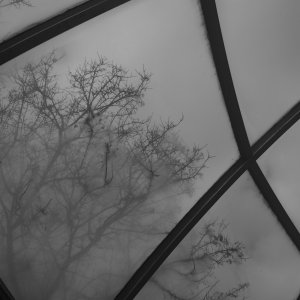 Tree though green house roof in Illinois.jpg