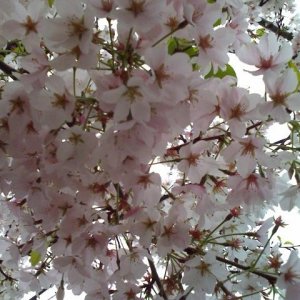cherryblossoms.JPG