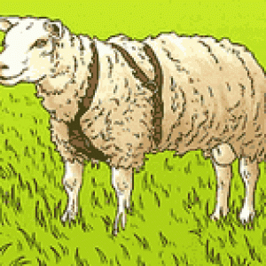 v_085_2.gif