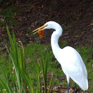 egret.jpg